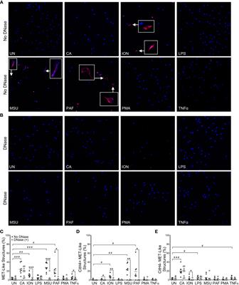 Macrophage extracellular traps require peptidylarginine deiminase 2 and 4 and are a source of citrullinated antigens bound by rheumatoid arthritis autoantibodies